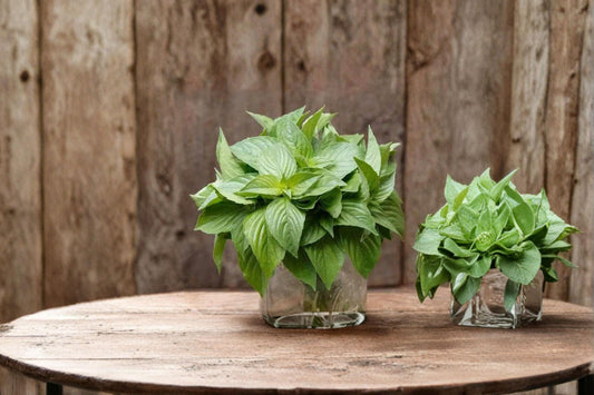 Lemon Basil – Ocimum basilicum Seeds | 75 Seeds | Citrus-Scented Culinary Herb | Edible Garden Favorite