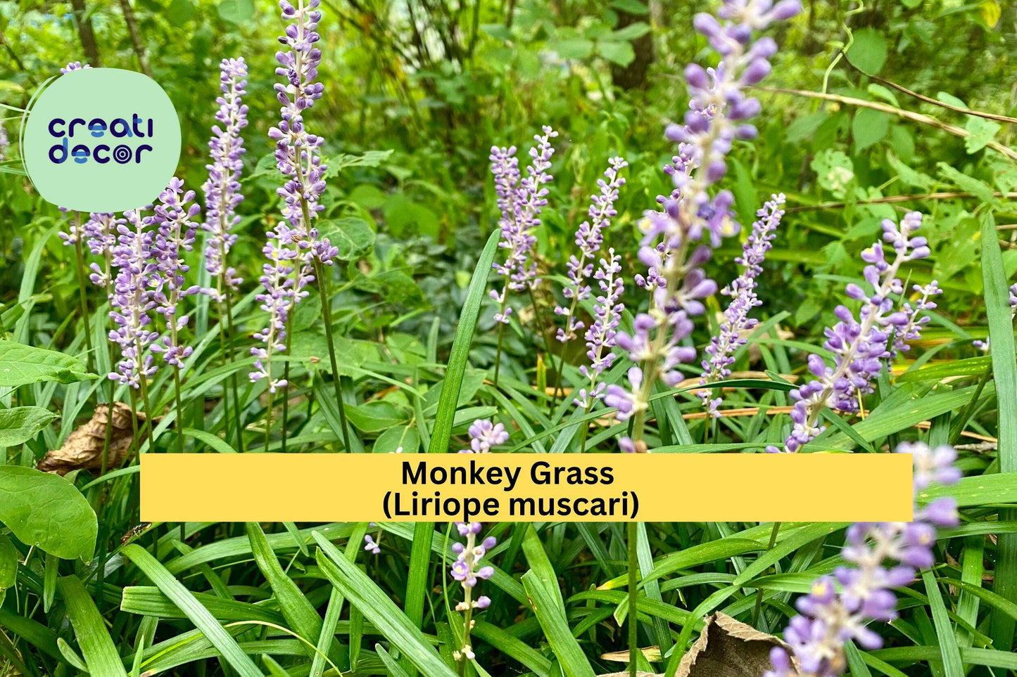 Monkey Grass Plants – 100 Bare Root Liriope muscari – Evergreen Border and Ground Cover Perennial for Landscape or Garden Edging