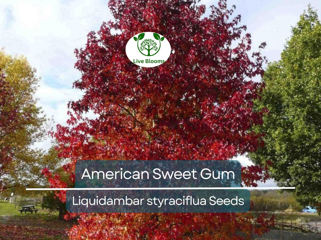 15 American Sweet Gum Tree Seeds (Liquidambar styraciflua), Fall Colorful Tree, Beautiful Hardwood, for Landscaping & Shade, Hardy Tree Seed