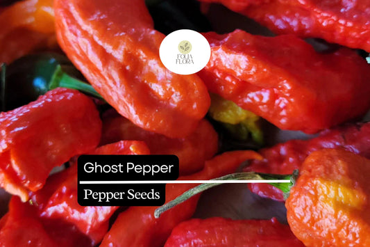 10 Seeds Ghost Pepper, Bhut Jolokia, Fiery Hot Chili Pepper for Spicy Gardens
