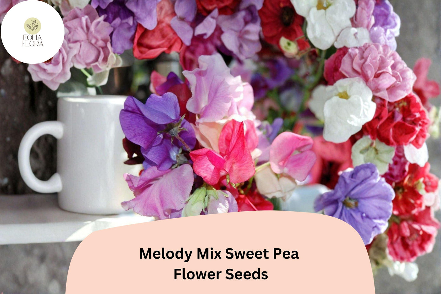 Melody Mix Sweet Pea Seeds | Lathyrus odoratus Mixed Color Flowers Garden Planting (50+ Seeds)