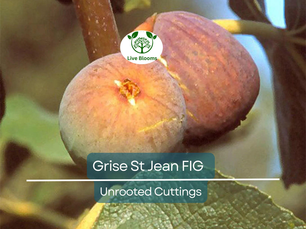 3 Unrooted Fig Tree Cuttings "Grise St Jean" - 6-8” Early & Tasty Figs, 3 Nodes - Fruit Tree for Sale