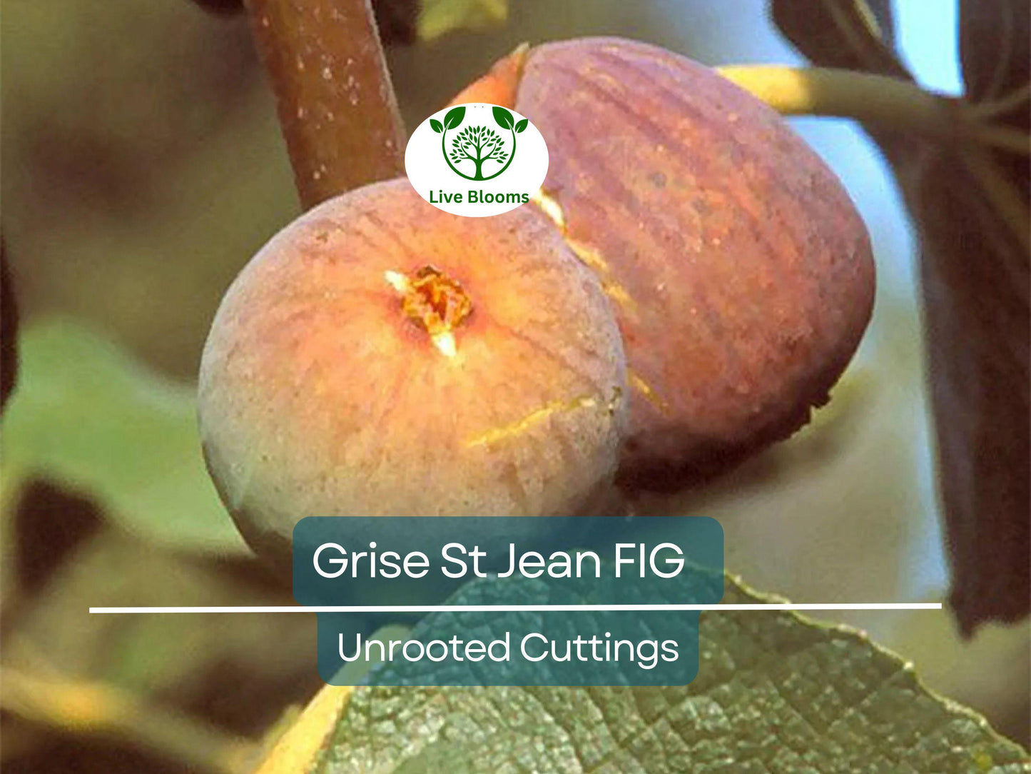 3 Unrooted Fig Tree Cuttings "Grise St Jean" - 6-8” Early & Tasty Figs, 3 Nodes - Fruit Tree for Sale
