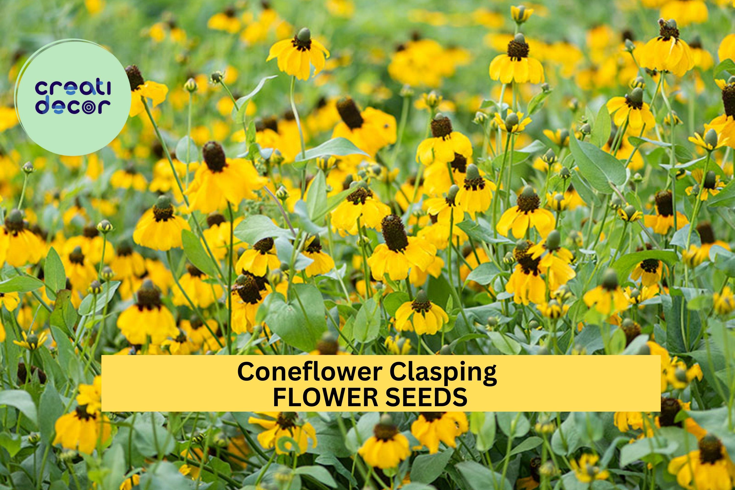 3pcs of 100mg Clasping Coneflower Seeds – Native Drought-Tolerant Wildflower for Pollinators & Natural Landscapes Seeds for Planting