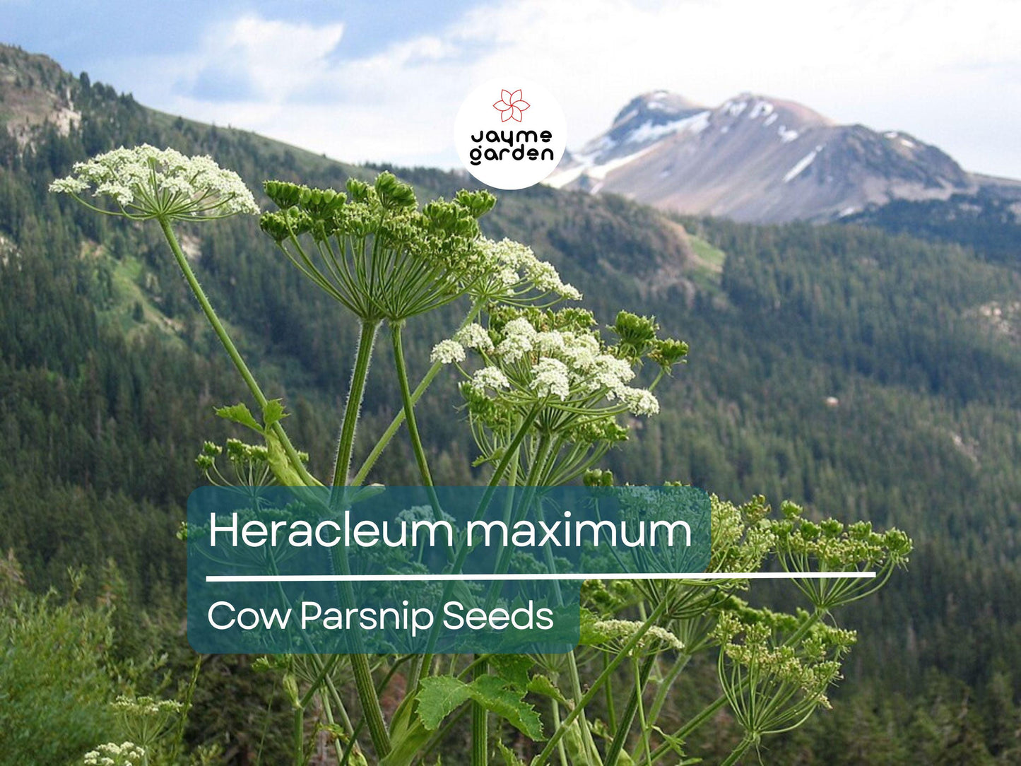 75 Seeds Heracleum Maximum | Cow Parsnip for Planting | Native Wildflower | Tall White Blooms | Pollinator-Friendly Perennial for Gardens