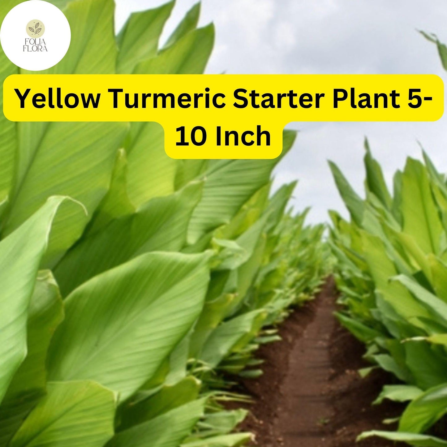 1 Yellow Turmeric Live Plant, Curcuma longa, 5-10 Inch Flowering Ginger Root