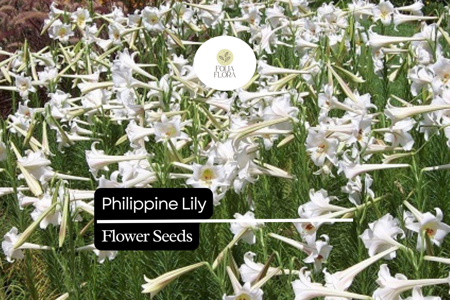 25 Philippine Lily Seeds | Rare White Lilium philippinense | Fragrant Blooms | Tropical Garden Flower | Easy to Grow Seeds