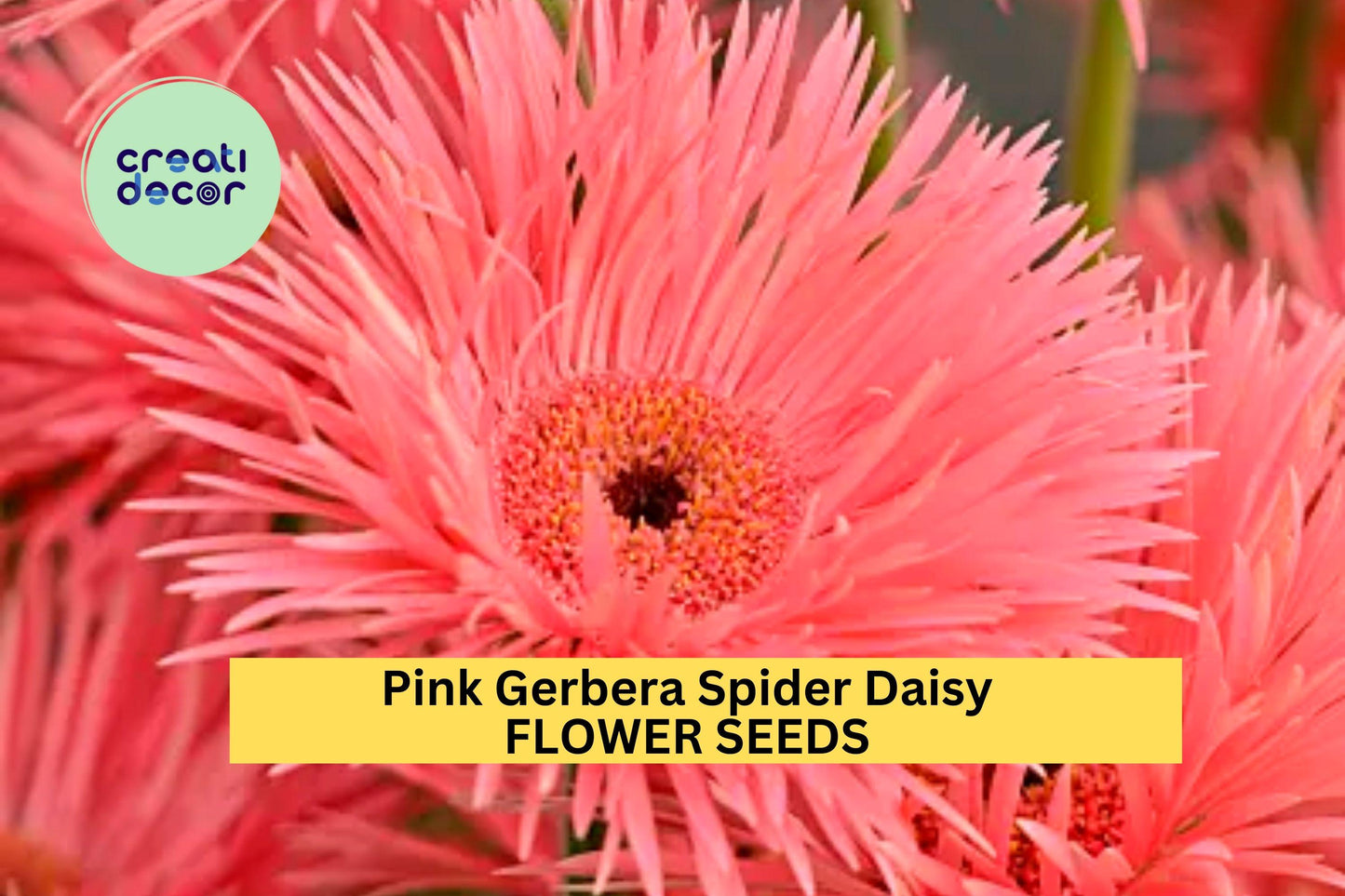 50+ Pink Gerbera Spider Daisy Seeds – Unique Spiky Petal Blooms for Garden Planting, Bold Flowers for Borders & Bouquets – USA