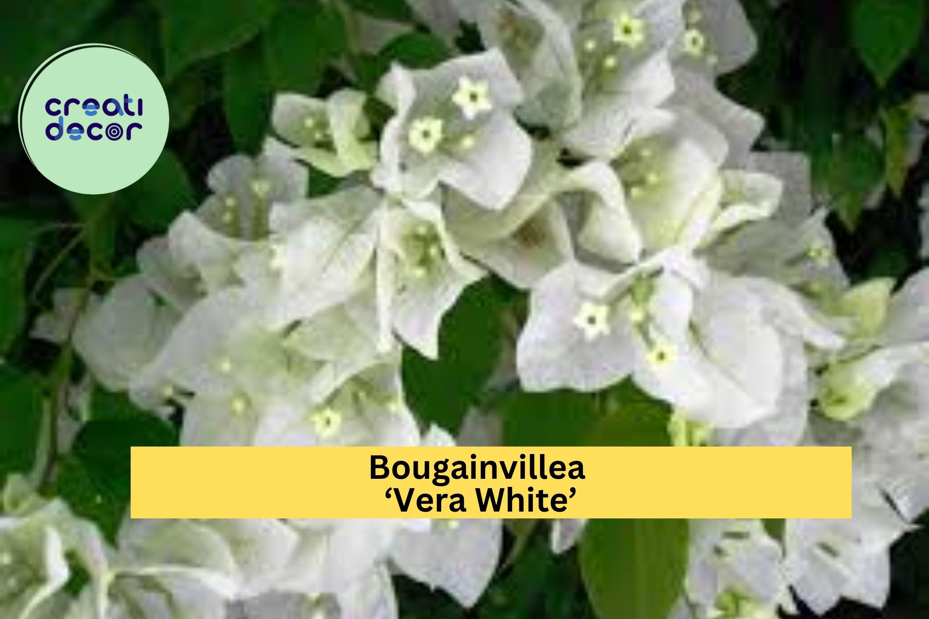 Bougainvillea ‘Vera White’ Live Starter Plug Plant – Well Rooted USA Seller, Tropical White Flower Vine, Fast-Growing Outdoor Plant