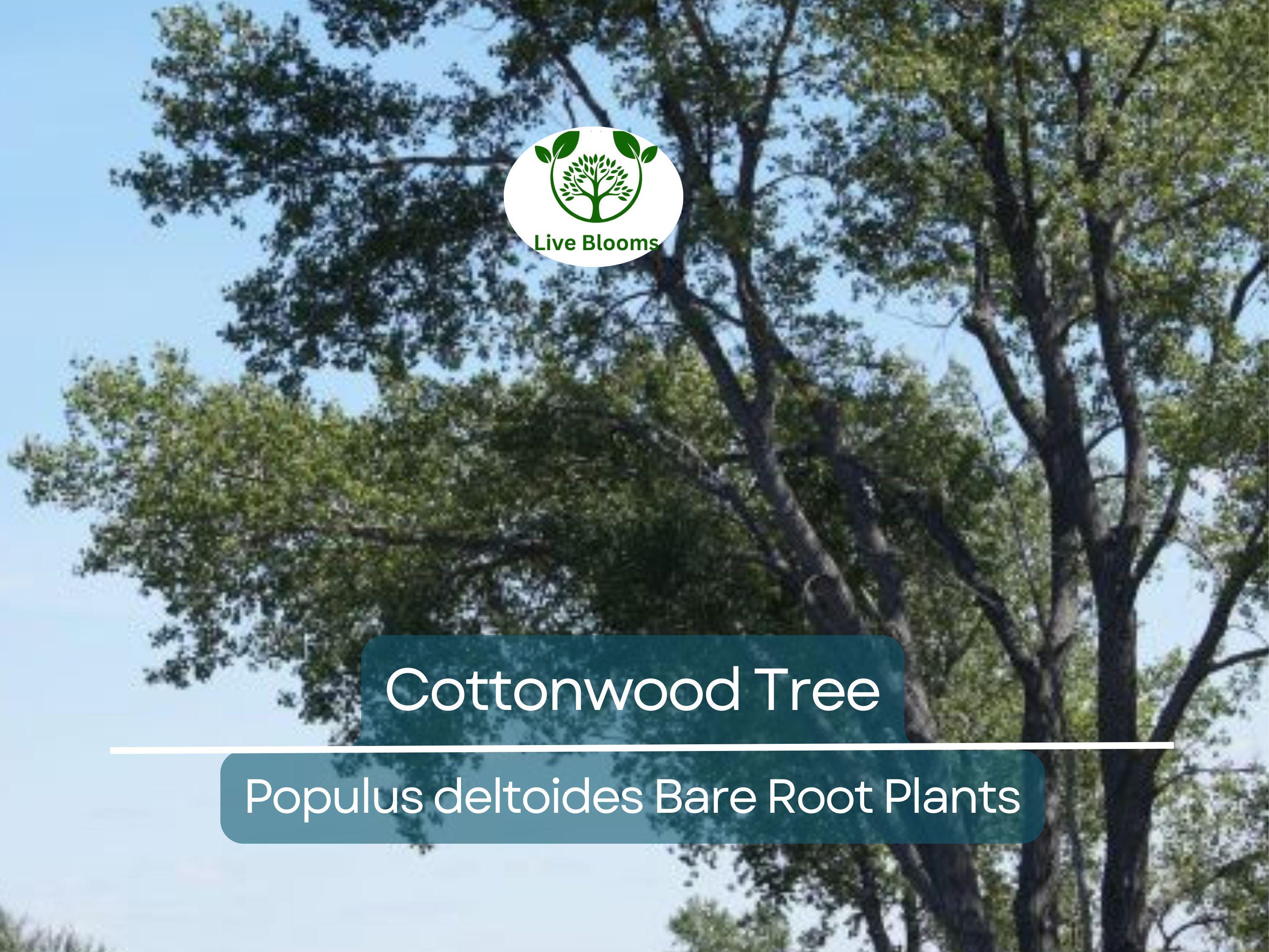 1 Cottonwood Tree – 1–2 Ft Live Bare Root Plant – Populus Deltoides Sapling – Super Fast Growing Shade Tree for Large Landscapes