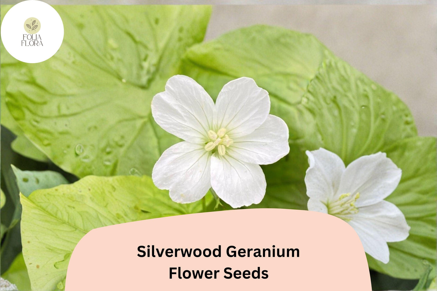 25+ Silverwood Geranium Seeds | White Cranesbill | Hardy Perennial Geranium sanguineum Silverwood Seeds for Garden Borders