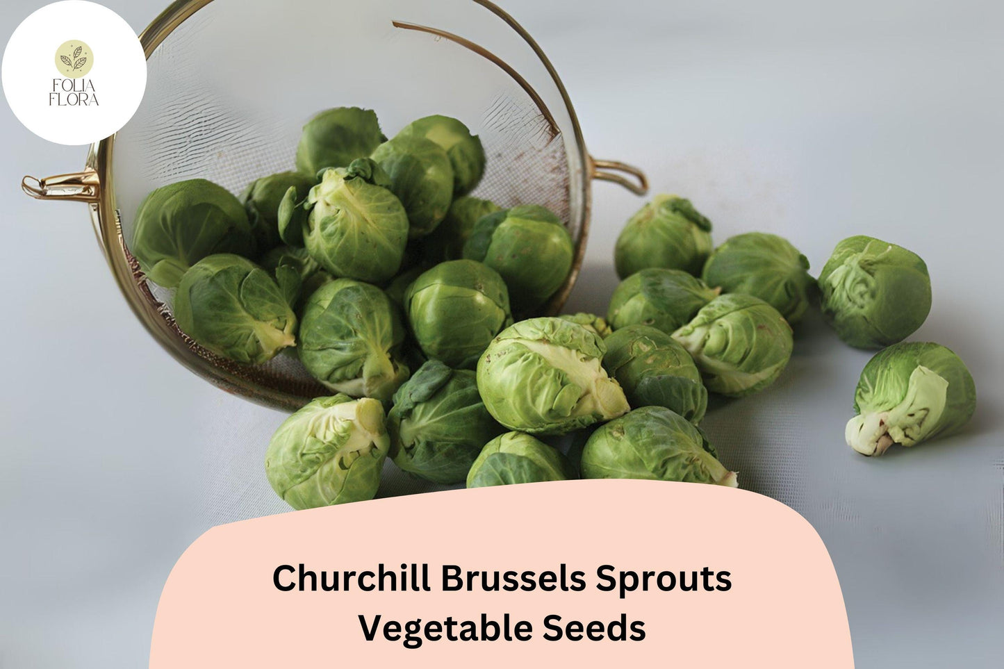 500+ Churchill Brussels Sprouts Seeds | Brassica oleracea | Early Maturing Hybrid Sprout Variety | Bulk Garden Seeds