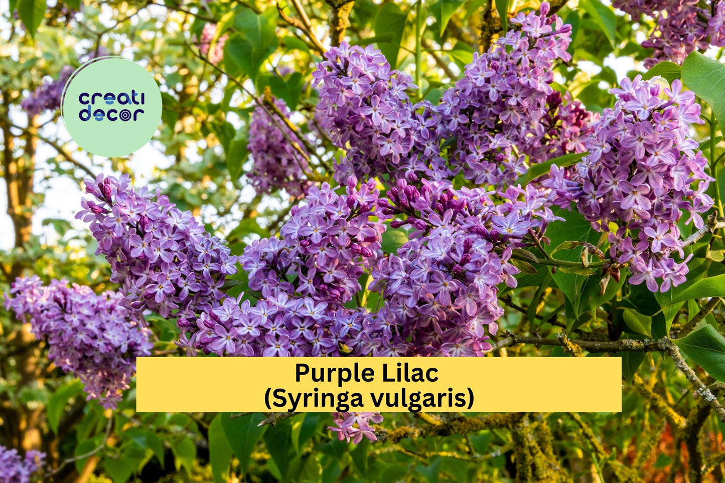 Purple Lilac Bush Plants | 5 Bare Root Shrubs with Planting Instructions | Fragrant Flowering Perennial for Spring Gardens