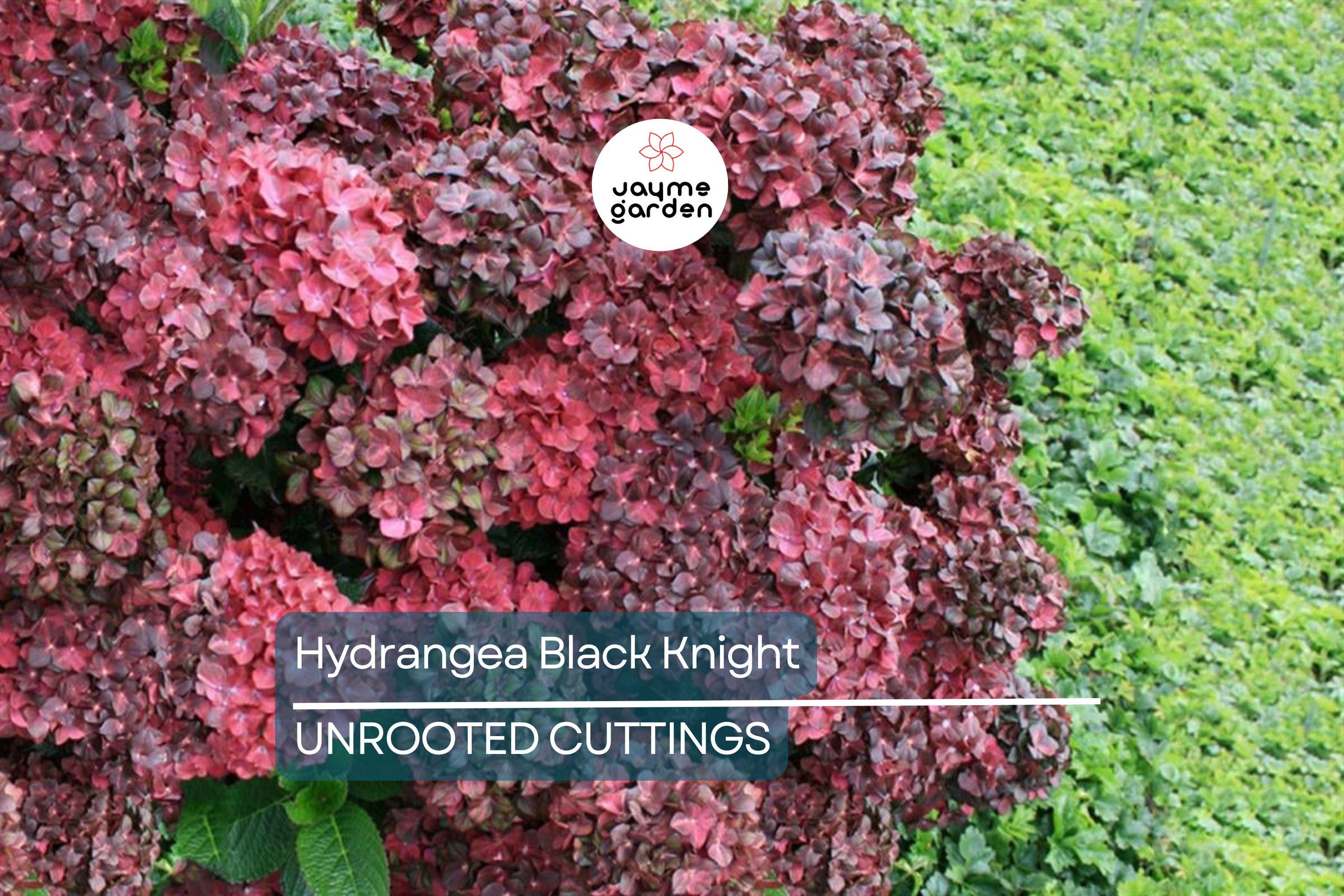 SUPER RARE Hydrangea Black Knight - 3 Fresh Cuttings for Rooting or Grafting, Unique Dark Blooms