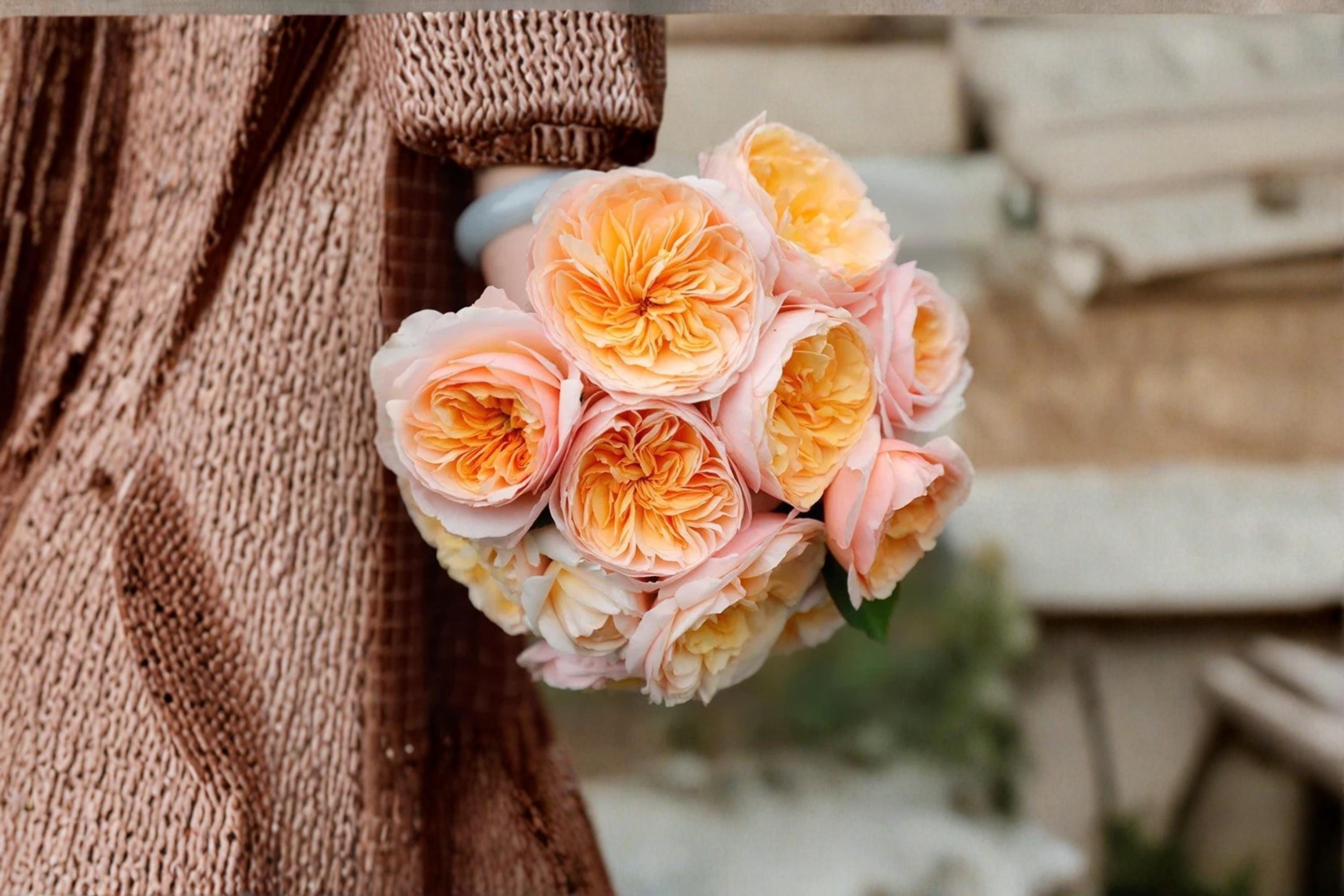 Juliet Rose 8 Seeds (Rosa) Garden Rose Apricot Bloom Flower Seeds