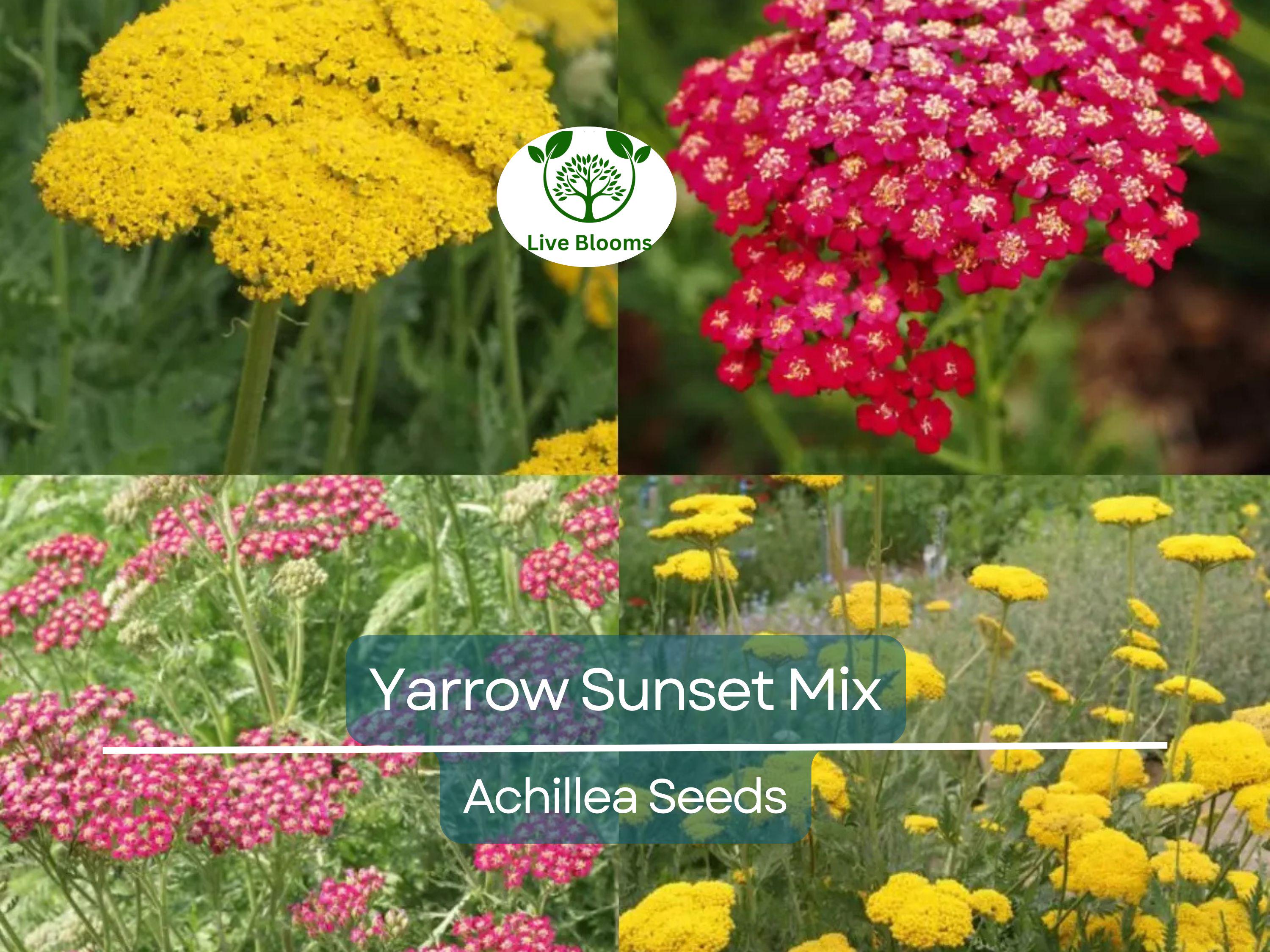 1500 Seeds Yarrow Sunset Mix, Perennial Gold & Red Flowers, Pollinators, Non-GMO, Achillea millefolium, Drought-Tolerant, Garden Plants