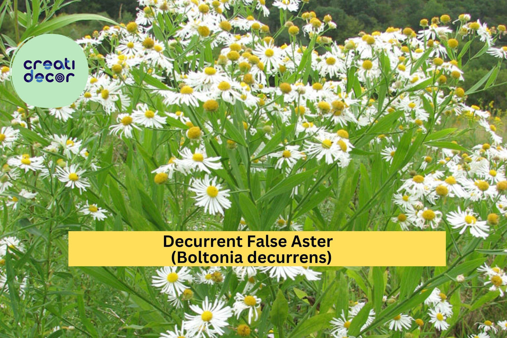 Decurrent False Aster Seeds (Boltonia decurrens) – 500 Rare Native Wildflower Seeds | Wetland, Pollinator, Meadow Plant | Zones 4–9