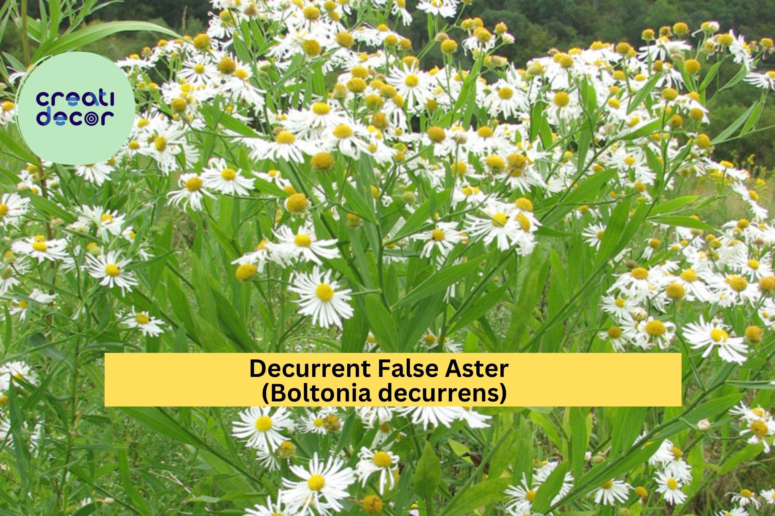 Decurrent False Aster Seeds (Boltonia decurrens) – 500 Rare Native Wildflower Seeds | Wetland, Pollinator, Meadow Plant | Zones 4–9