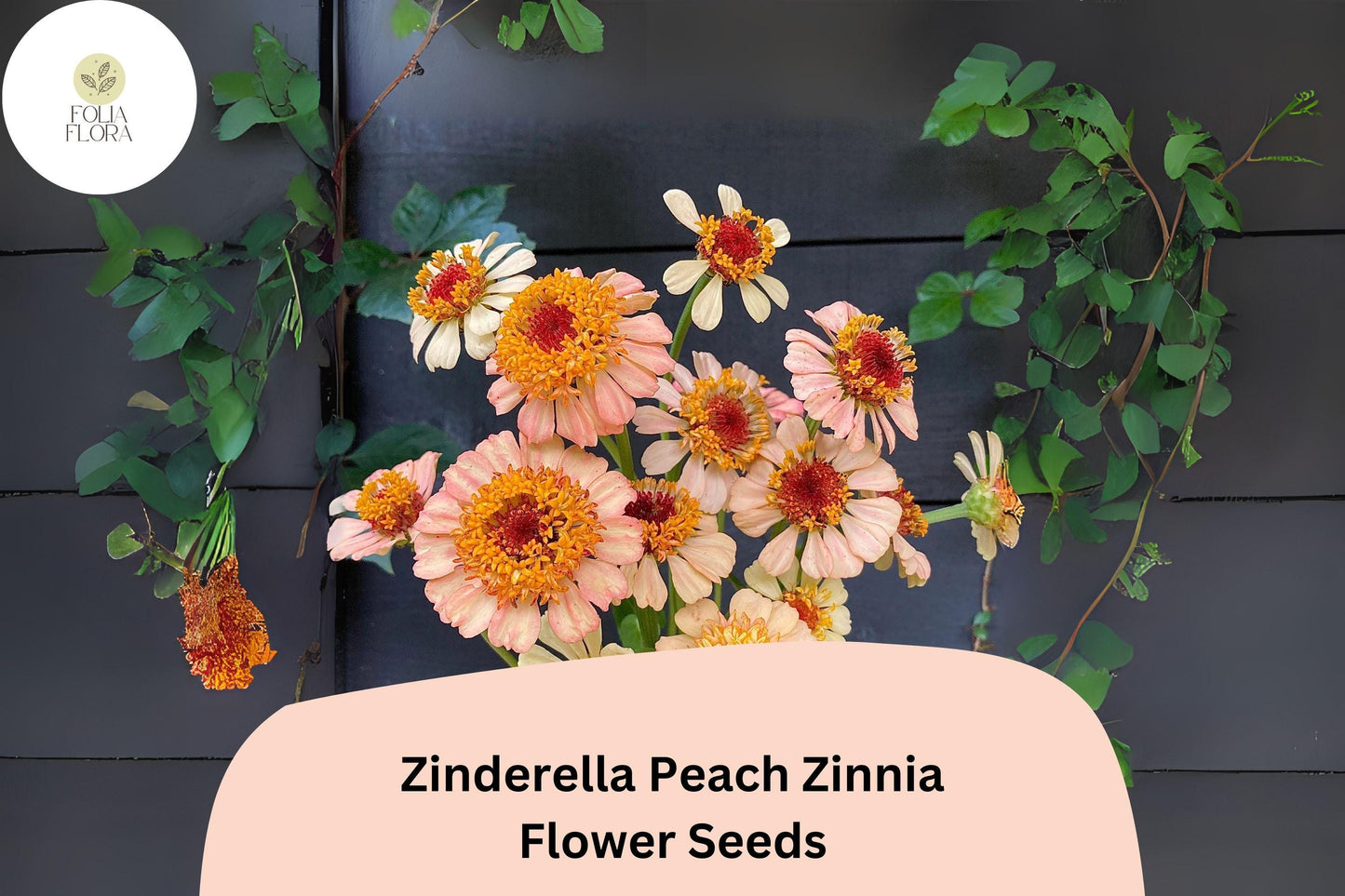 100+ Zinderella Peach Zinnia Seeds – Unique Double Bloom Heirloom Non-GMO Annual Flowers for Garden Planting & Bouquets