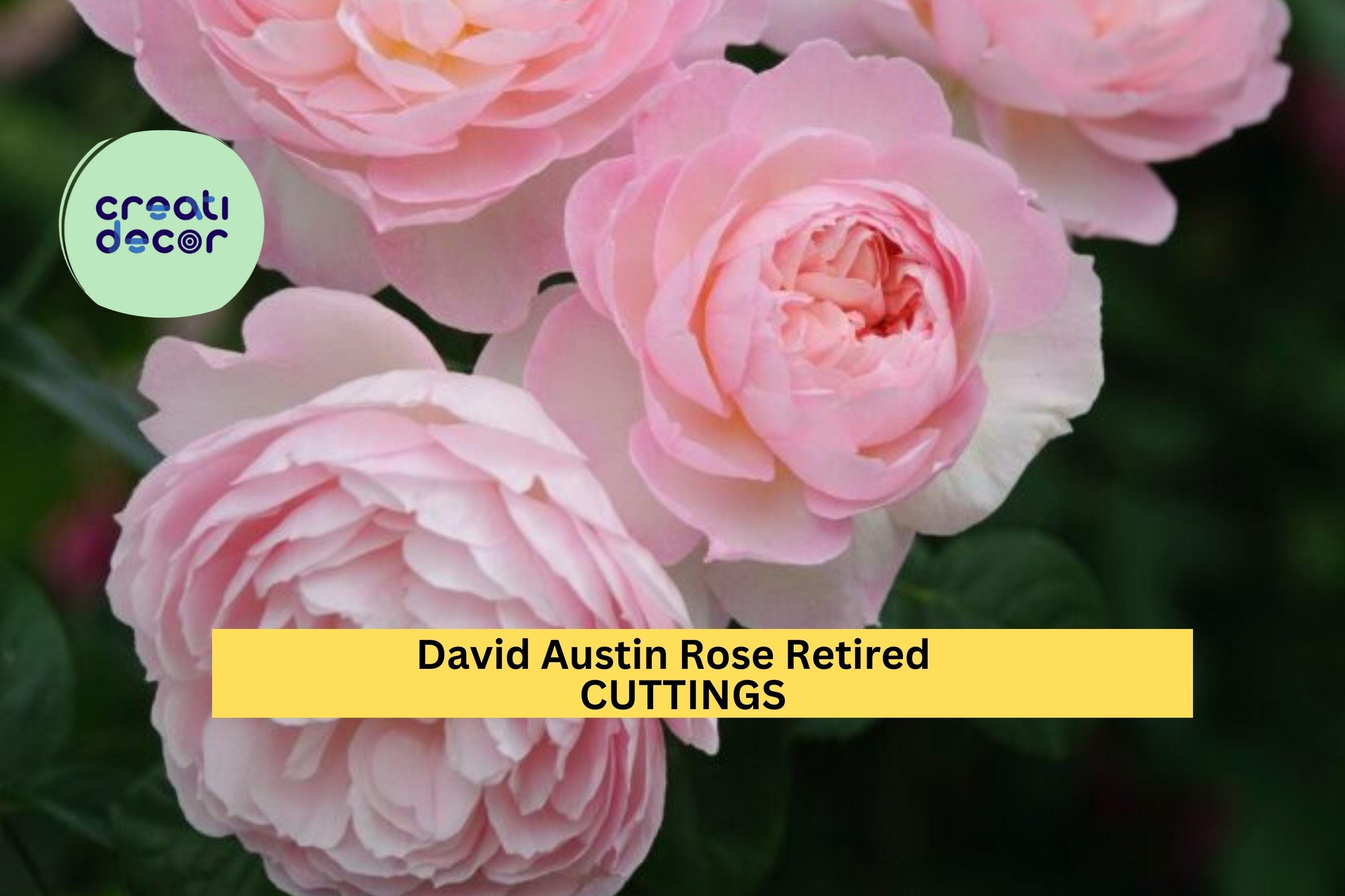 3 Pink English Garden Rose Cuttings – Fragrant Flowering Rose – Fresh Cut – Retired Variety