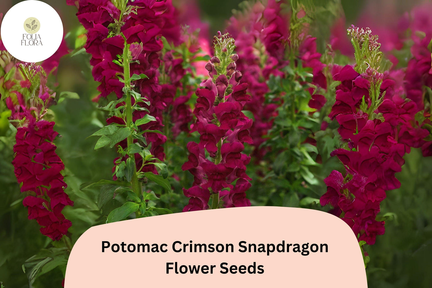 Antirrhinum majus Potomac Crimson Snapdragon Seeds – 1000+ Deep Red Blooms for Garden & Cut Flowers
