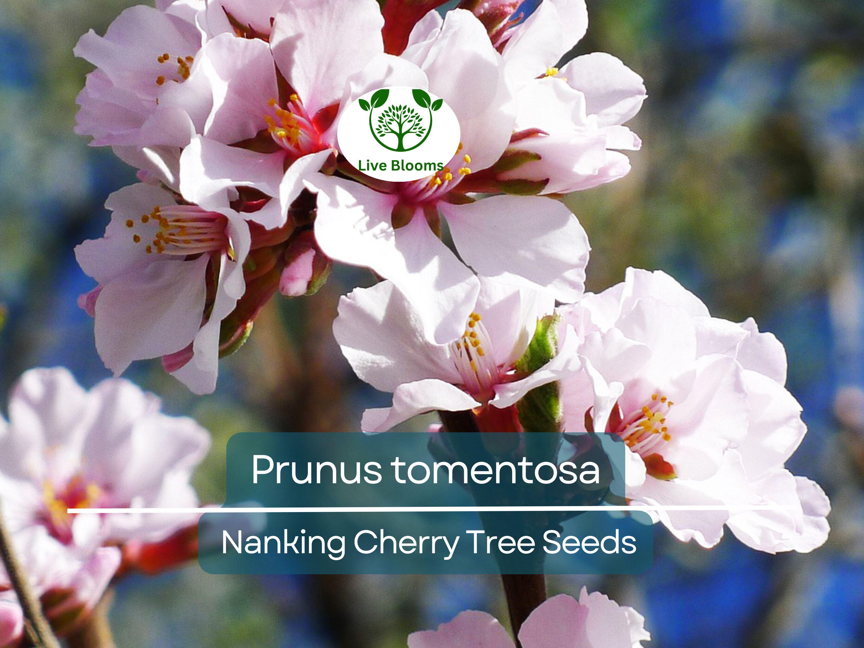 10 Seeds Prunus tomentosa (Nanking Cherry) for Planting | Hardy Fruit-Bearing Shrub for Gardens, Landscaping & Wildlife