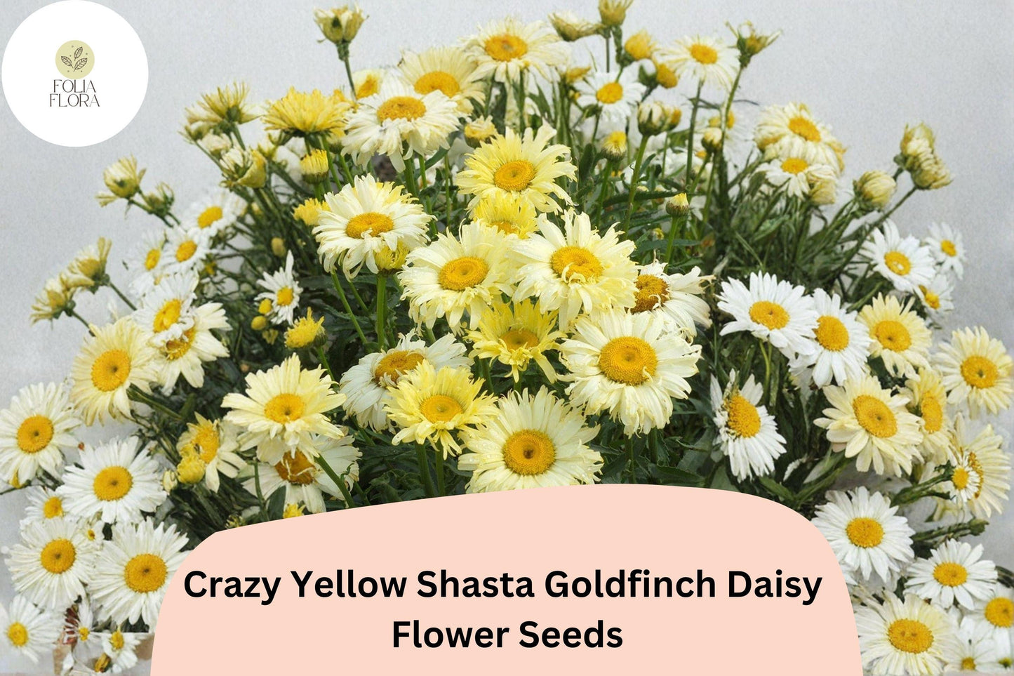 200+ Crazy Yellow Shasta Daisy Seeds | Leucanthemum x ‘Goldfinch’ | Soft Yellow Frilled Blooms | Perennial Garden Flower