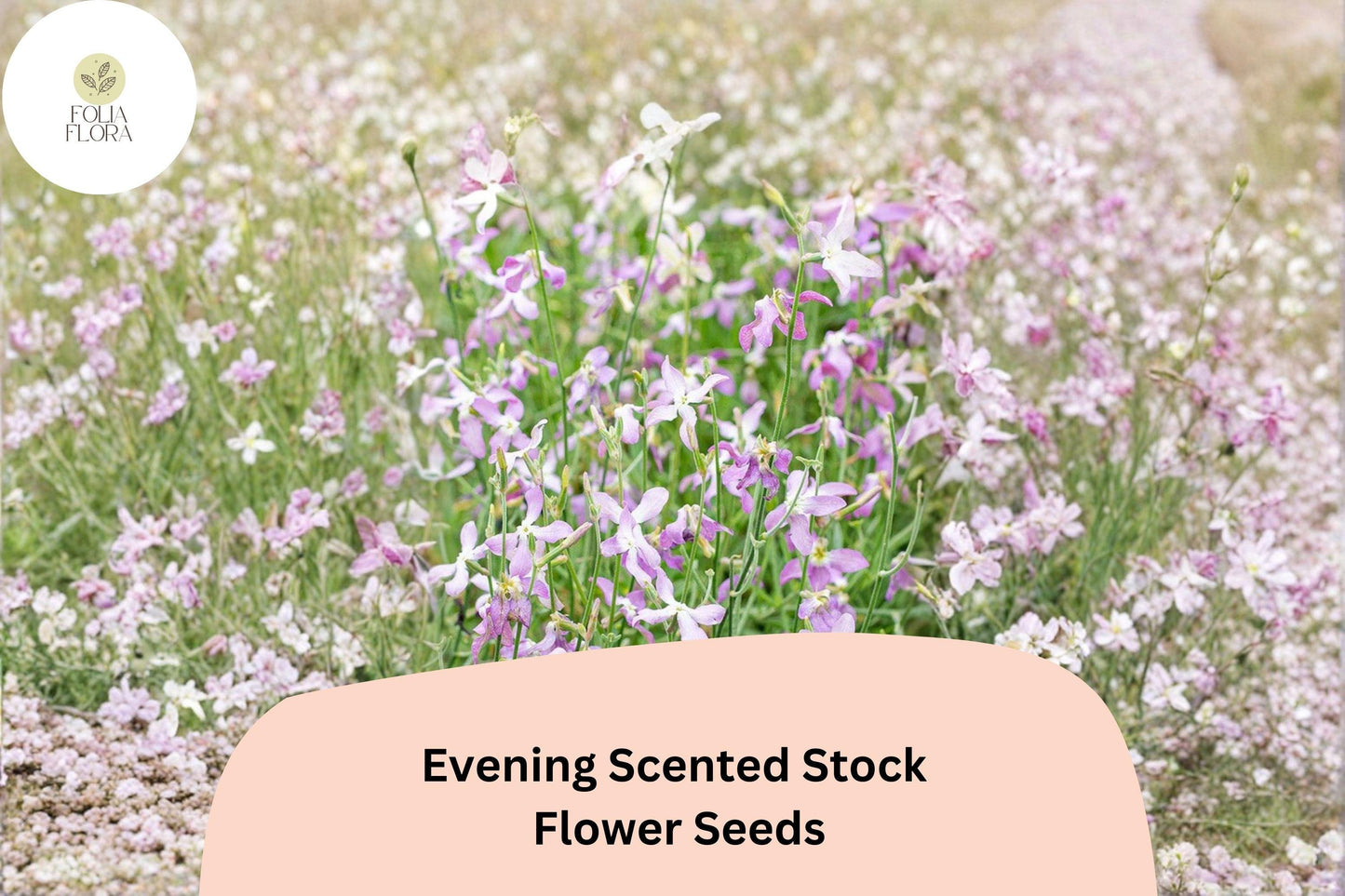 Evening Scented Stock Seeds – 100 Matthiola longipetala | Fragrant Night-Blooming Garden Flower