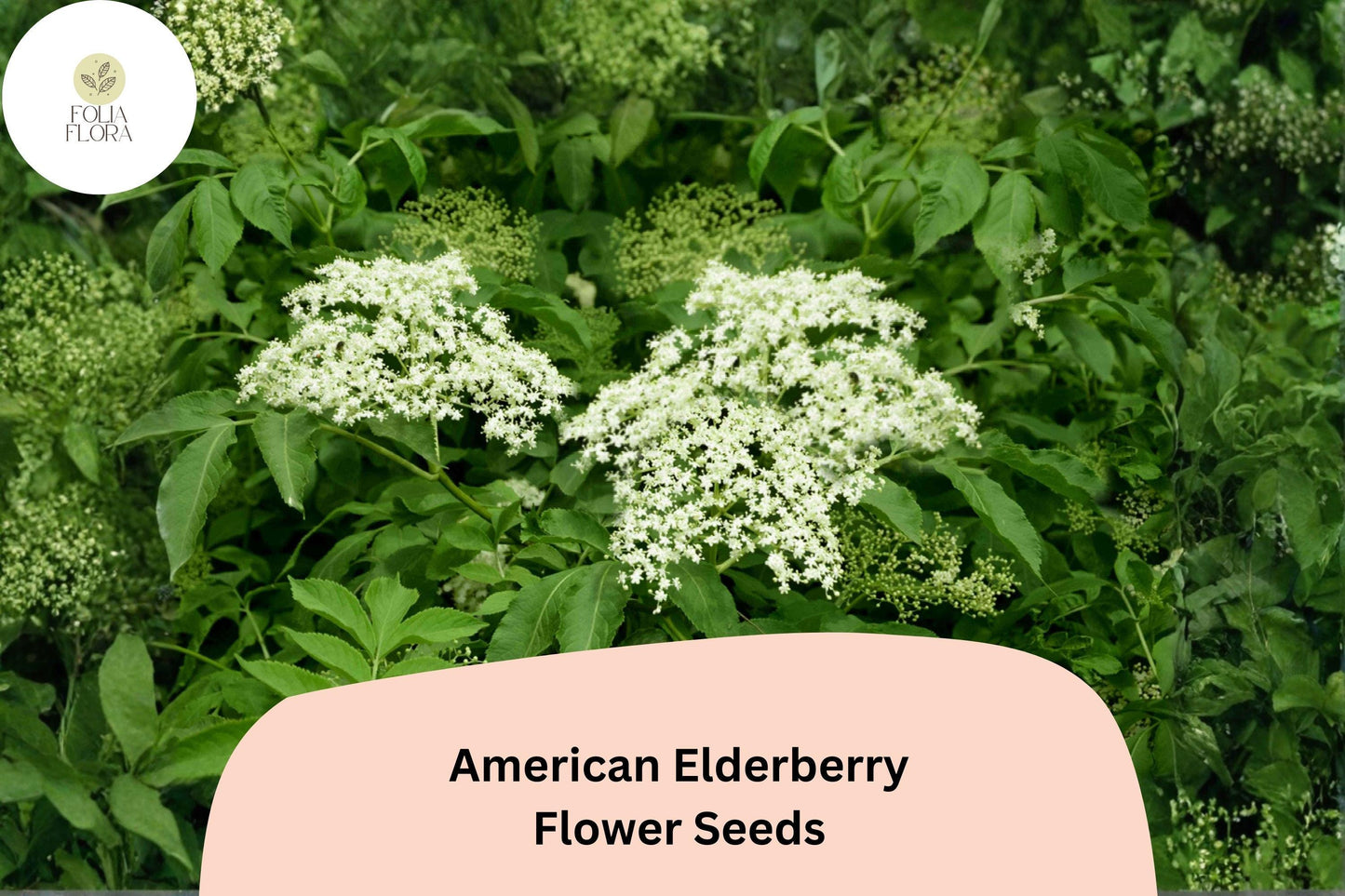 American Elderberry Seeds – 50 Sambucus canadensis | Native Flowering Shrub | Wildlife Garden & Landscape Plant