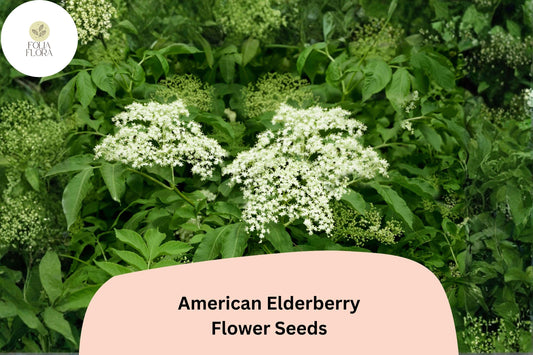 American Elderberry Seeds – 50 Sambucus canadensis | Native Flowering Shrub | Wildlife Garden & Landscape Plant