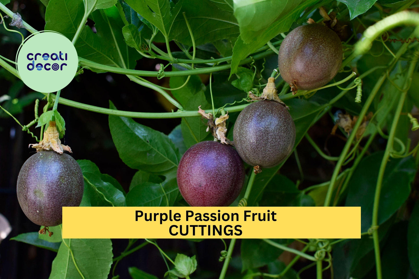 10 Purple Passion Fruit Cuttings – Fast-Growing Tropical Vine for Trellises, Sweet Edible Fruit, Pollinator-Friendly – USA