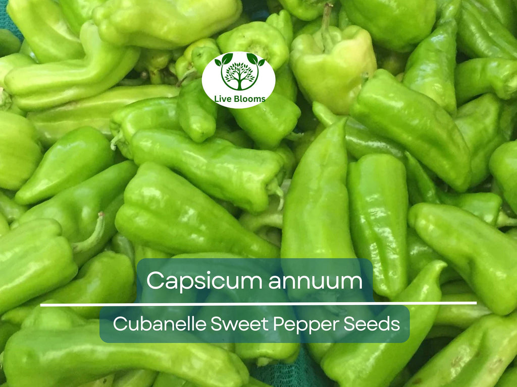 250 mg Seeds Cubanelle Sweet Pepper – Capsicum annuum | Heirloom Sweet Pepper Seeds for Planting, Gardening & Delicious Harvest
