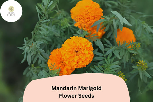 25+ Mandarin Marigold Seeds | Tagetes patula | Bright Orange Blooms | Compact French Marigold for Borders, Containers & Gardens
