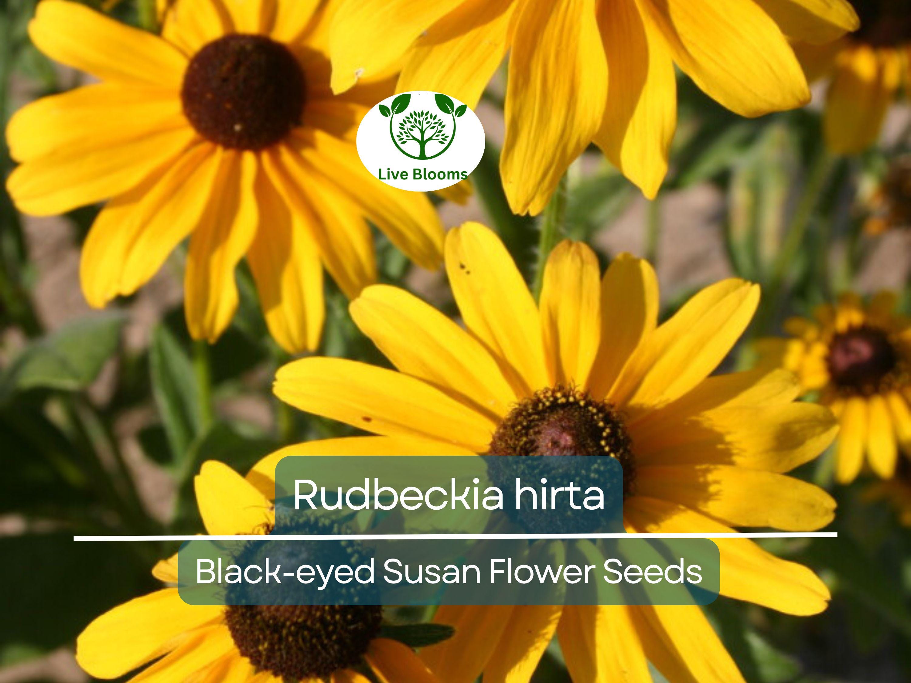 400 Seeds Black-eyed Susan (Rudbeckia hirta) - Yellow Wildflower for Planting, Garden, Landscaping, Perennial Flowers, Drought Tolerant