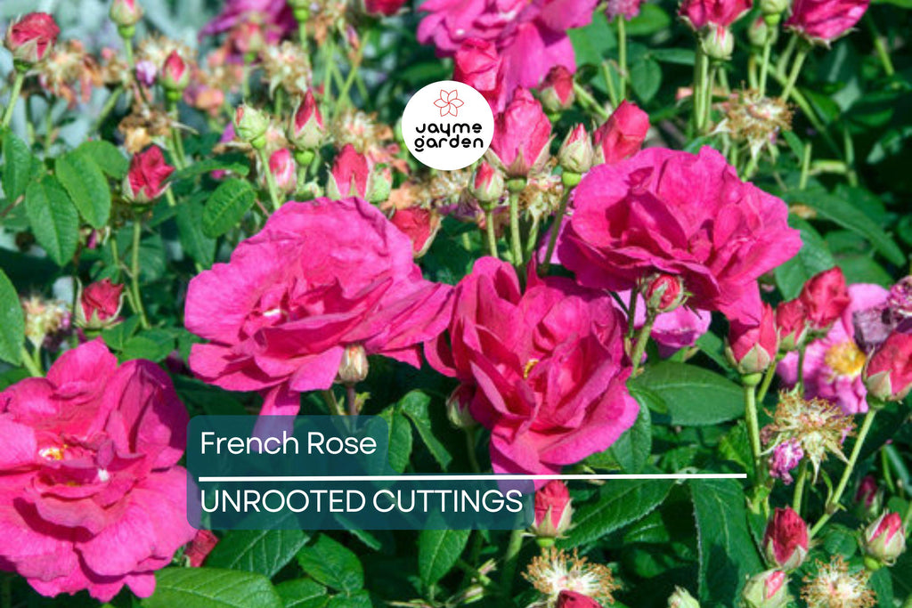 French Rose Cuttings (4) – Climbing Rose for Fences, Arches & Entryways, Elegant Victorian Garden Decor
