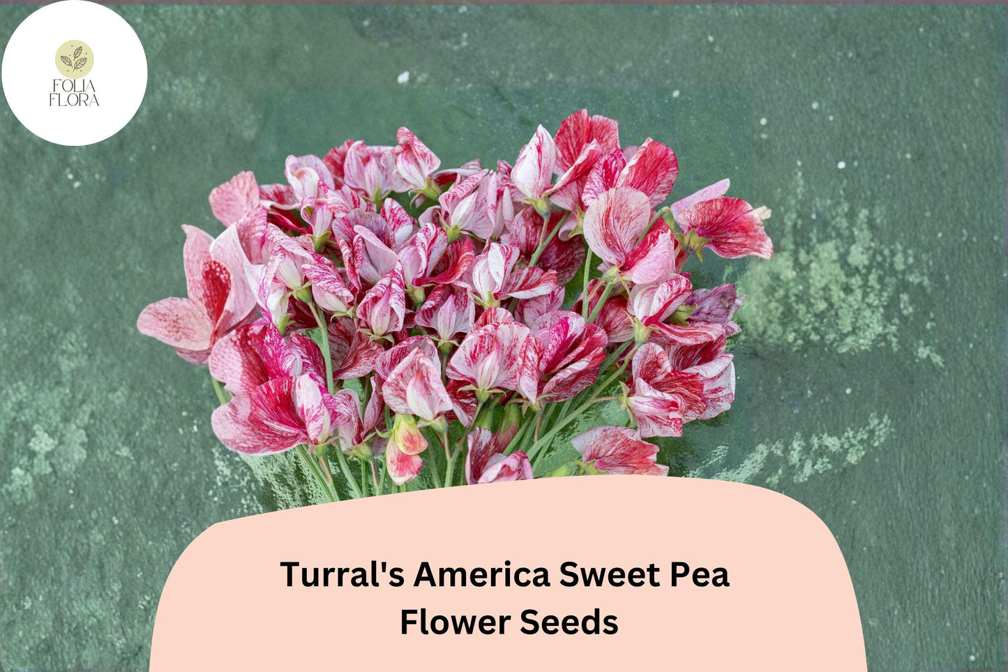 50+ Turral’s America Sweet Pea Seeds | Fragrant Red and White Striped Flower for Garden Trellis