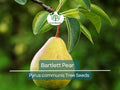 10 Bartlett Pear Tree Seeds (Pyrus communis) | Sweet Edible Pears | Grow Your Own Delicious Pear Tree, Perfect for Fruit Gardens & Orchards