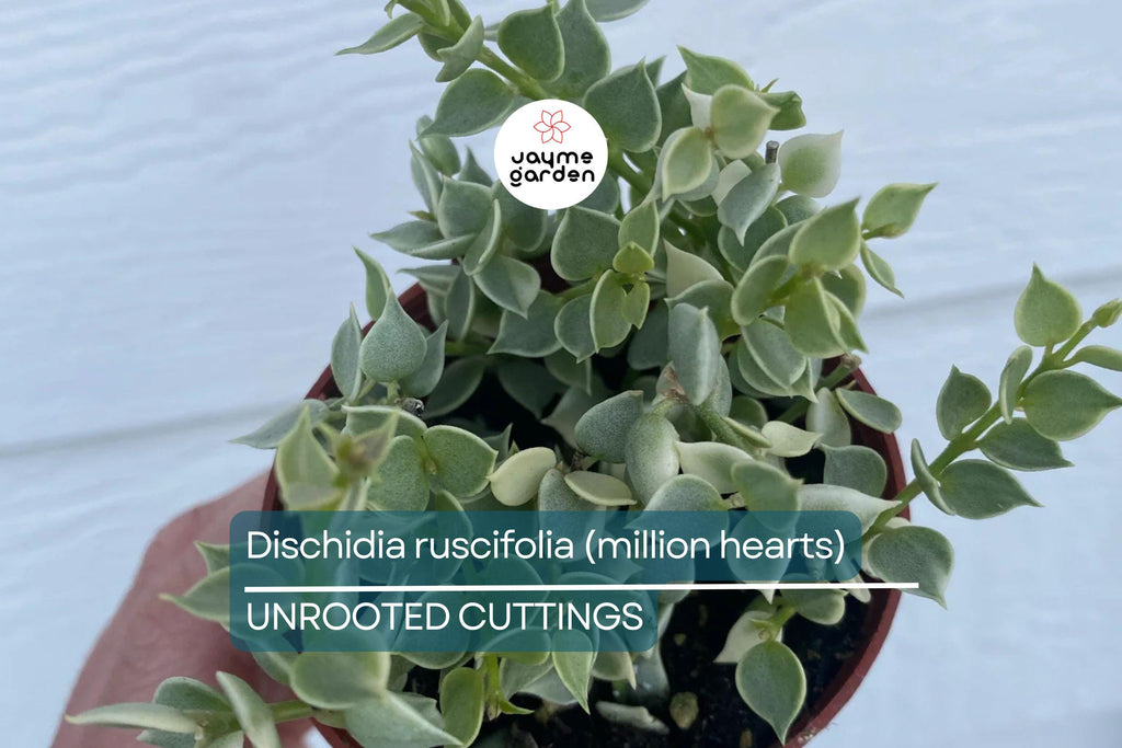 Dischidia ruscifolia | Million Hearts Cutting | Unique Indoor Plant | Easy-Care Hanging Vine | 1 Unrooted Cutting