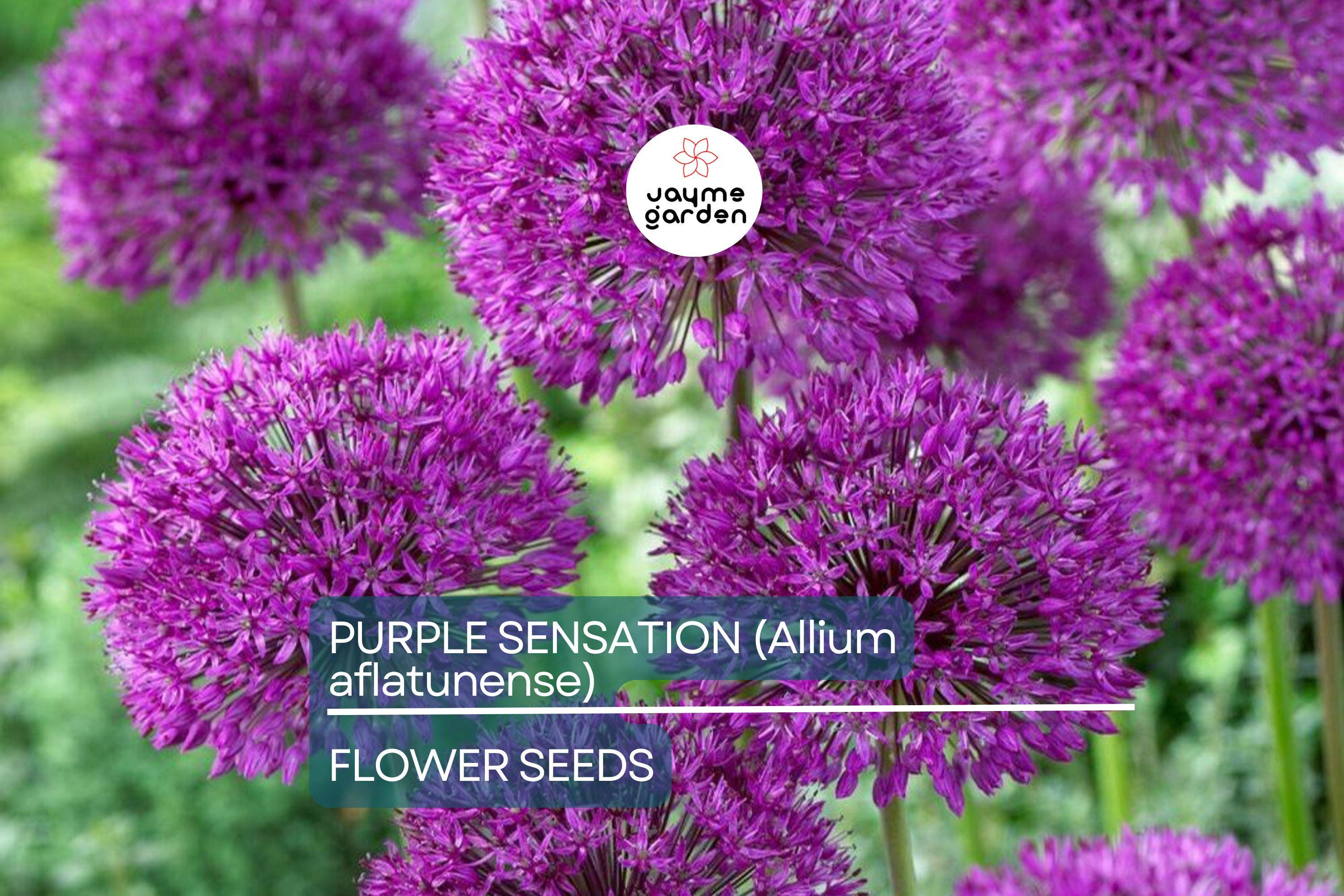 10 Purple Sensation (Allium aflatunense) Seeds – 24-36" Tall, Large 4-6" Flowers, Butterfly Magnet