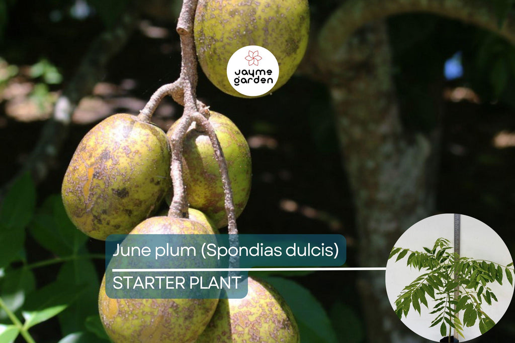 June Plum Tree 12″-24″ Live Starter Tropical Fruit Tree | Spondias dulcis | Grow Sweet & Tangy Exotic Fruits in Your Garden