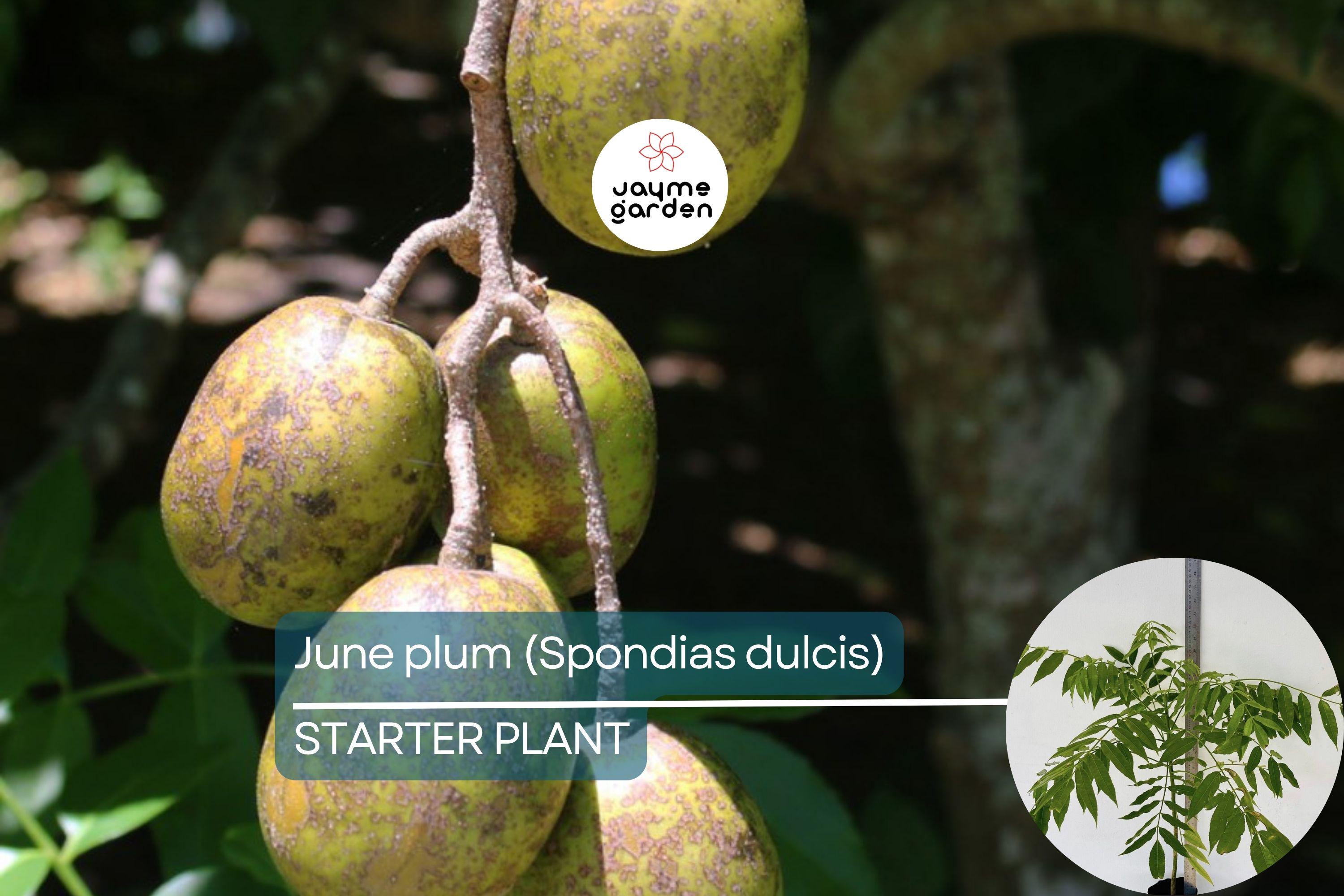 June Plum Tree 12″-24″ Live Starter Tropical Fruit Tree | Spondias dulcis | Grow Sweet & Tangy Exotic Fruits in Your Garden