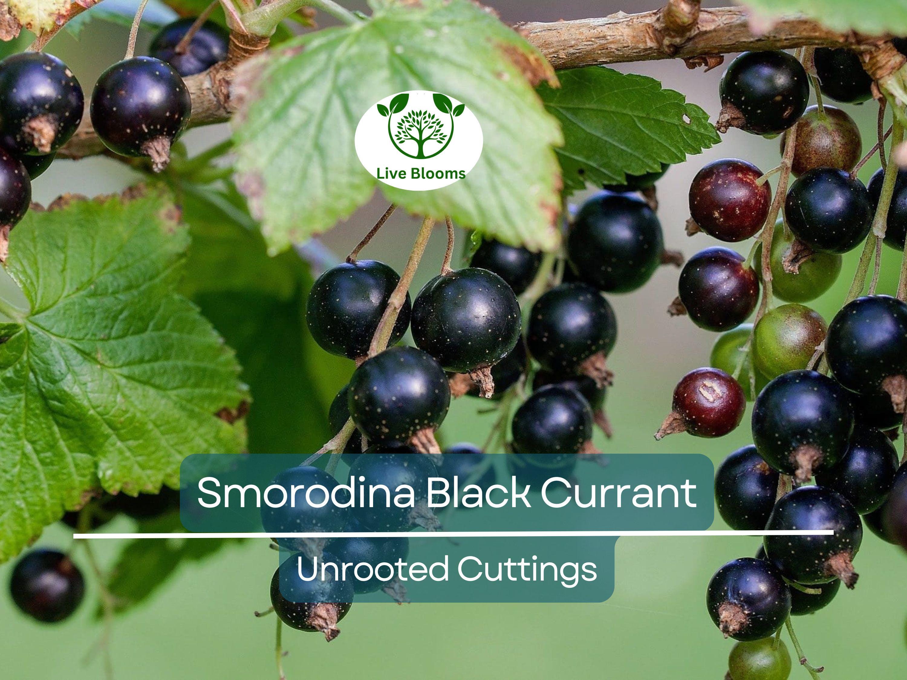 6 Black Currant (Smorodina) Unrooted Cuttings 6-9" Organic, Non-GMO, Fresh, Perfect for Rooting, Fruit Bush, Healthy & Delicious Berries