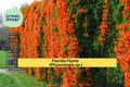 Florida Flame Physostegia Vine – Live Rooted Starter Plant, Hummingbird Garden Favorite, Bright Summer Blooms