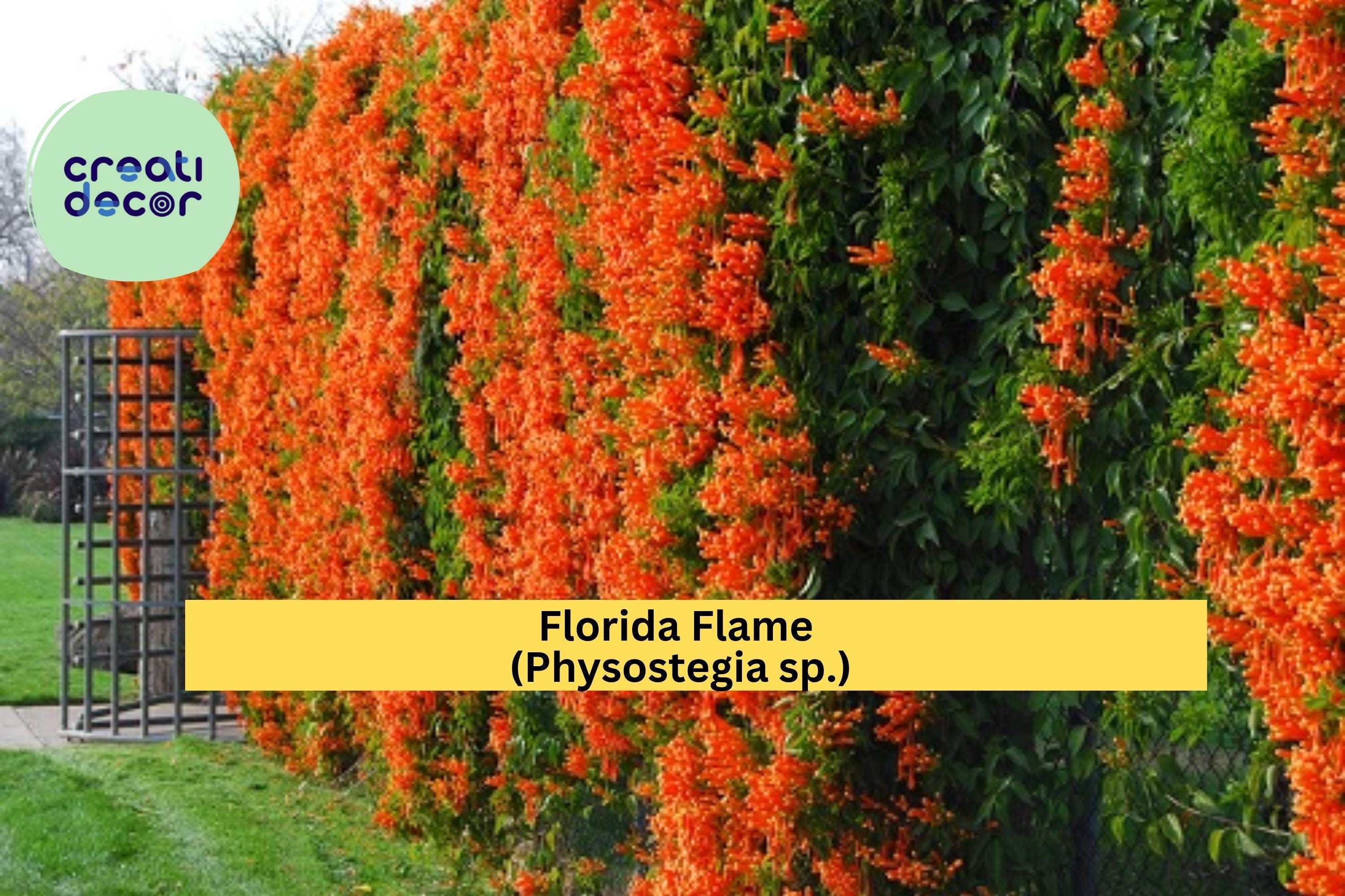 Florida Flame Physostegia Vine – Live Rooted Starter Plant, Hummingbird Garden Favorite, Bright Summer Blooms