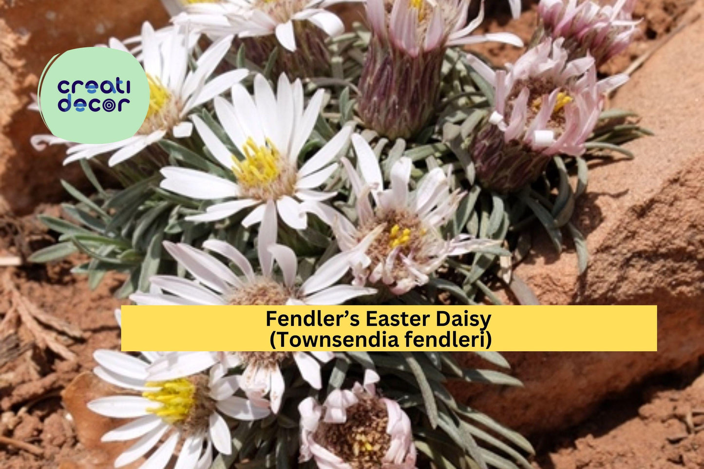 Fendler’s Easter Daisy Seeds (Townsendia fendleri) – 100 Native Perennial Seeds | Drought-Tolerant | Compact Rock Garden Flower