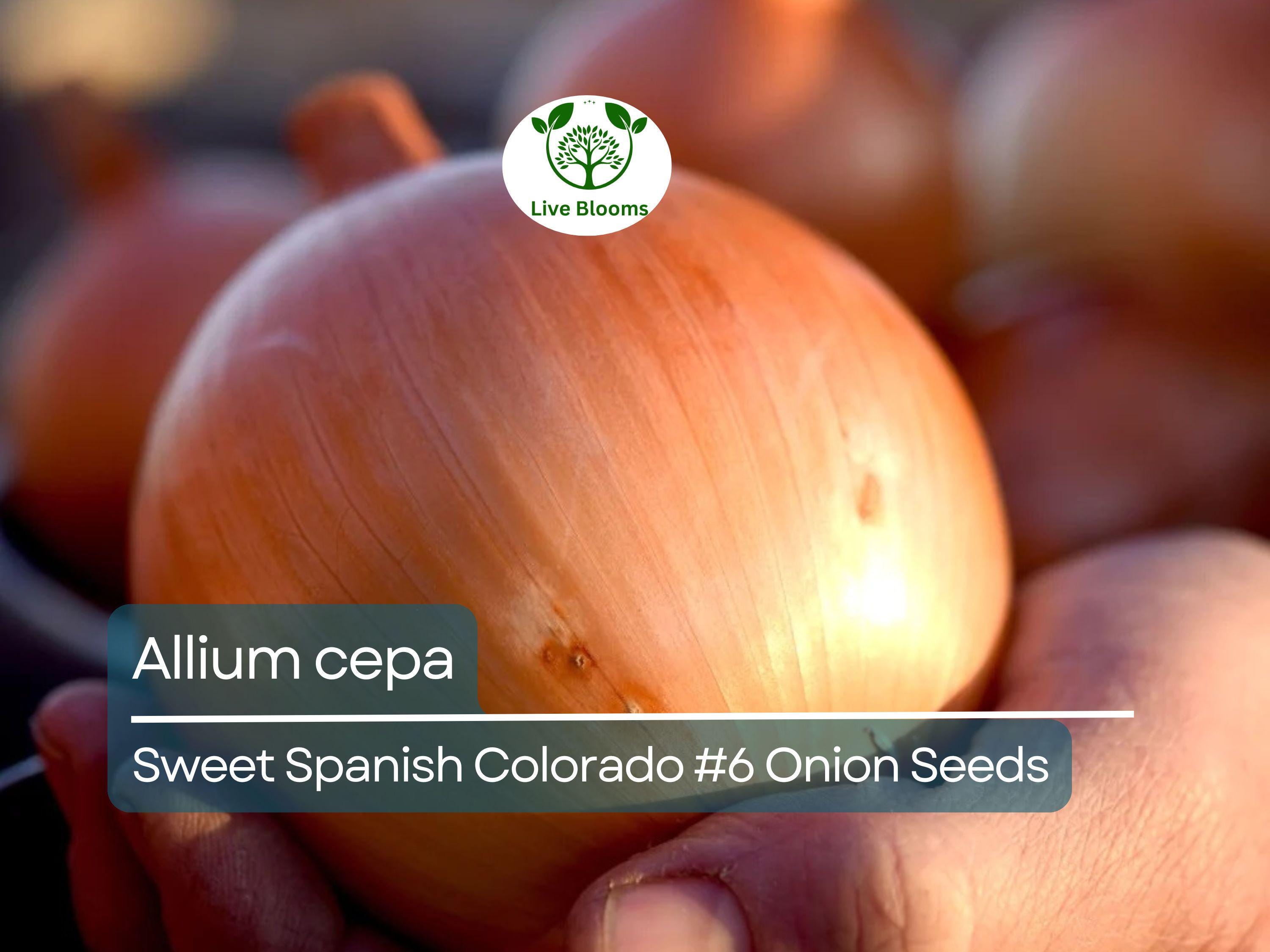 250 mg Sweet Spanish Onion Seeds - Allium cepa Colorado #6 | Heirloom Vegetable Seeds for Planting, Gardening & Sweet Bulbs Harvest