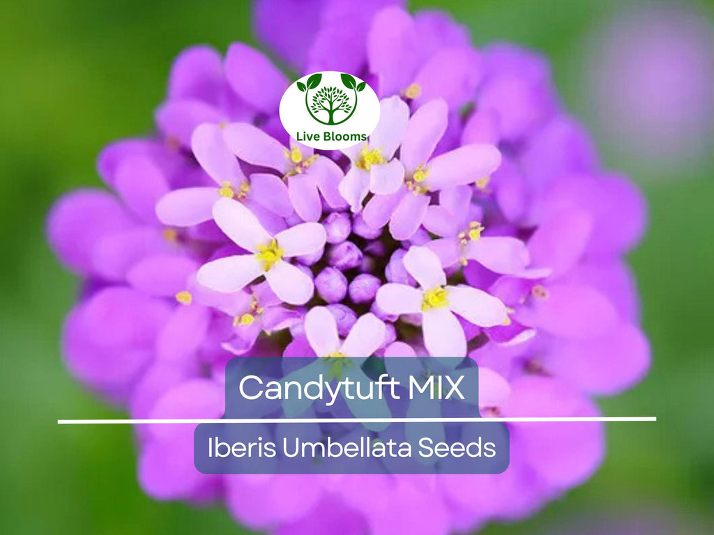 1000 Candytuft MIXED COLORS Seeds, Ground Cover, Pollinators, Fragrant Flowers, Iberis Umbellata, Non-GMO, Hardy, Garden Plants