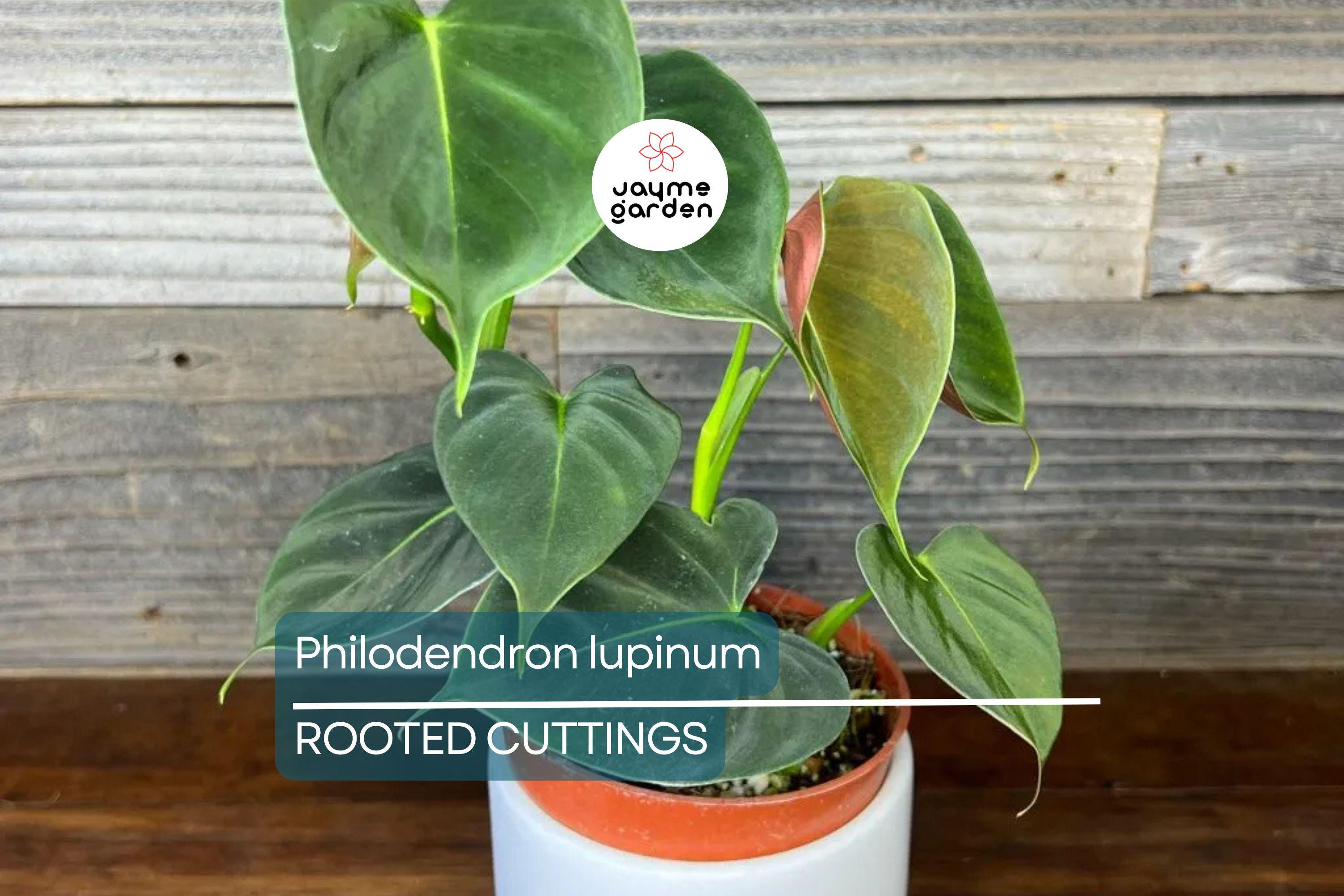 Philodendron Lupinum Live Plant – Well-Rooted Climbing/Vining Aroid, 2.75-4” Pot
