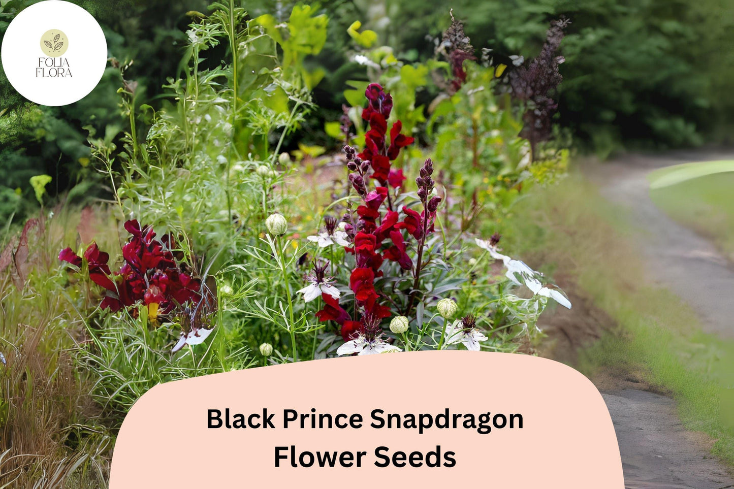 Black Prince Snapdragon Seeds (Antirrhinum majus) | 1000+ Seeds | Deep Burgundy Blooms for Gardens & Borders
