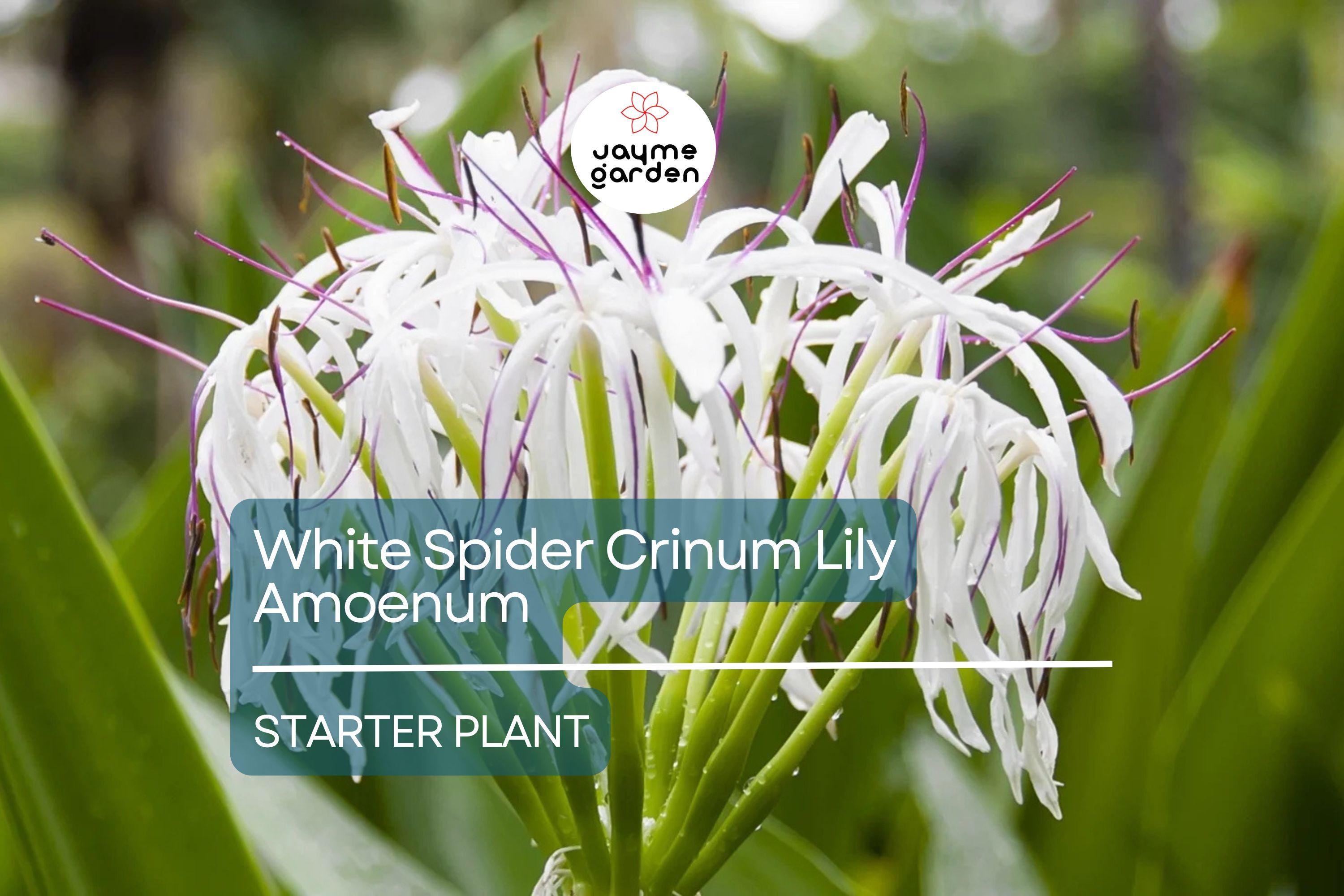 White Spider Crinum Lily Amoenum Starter Plant | Giant Flowering Outdoor Lily | Live Rooted Bulb | Drought-Tolerant
